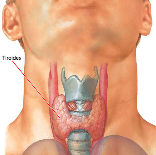 tiroides2